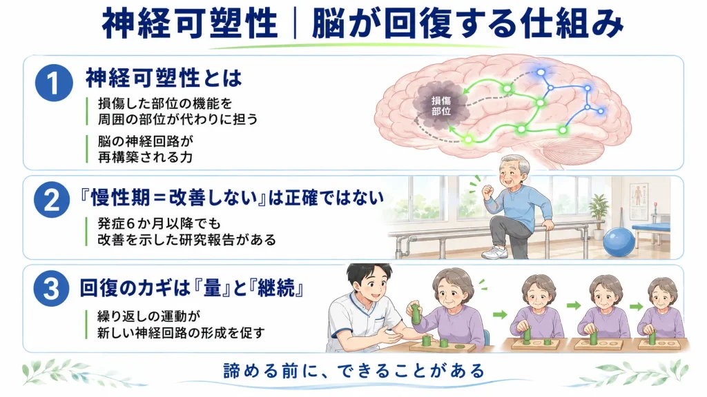 神経可塑性による脳の回復の仕組み。損傷部位の機能を周囲が代わりに担うこと・慢性期でも改善の研究報告があること・回復のカギは運動の量と継続であることを解説した図解